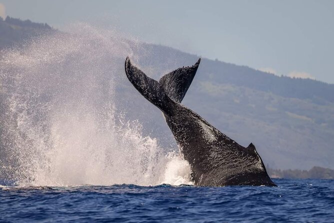 4 Hours of Humpback Whale Watching in Tahiti - Price and value: is $127.54 fair for 4 hours?