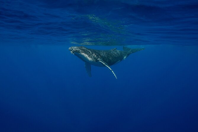 4 Hours of Humpback Whale Watching in Tahiti - Boat viewing: where most of the magic happens