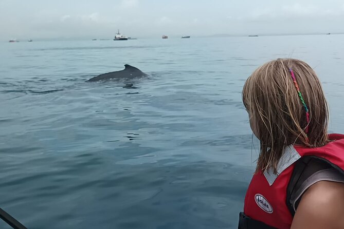 5 hours Whale Watching Experience from Panama City - The “easiest win” version of humpback whale watching from Panama City