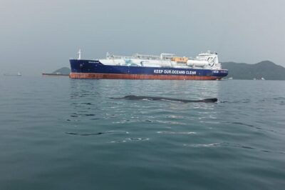 5 hours Whale Watching Experience from Panama City - Timing, transport, and how that 5-hour plan really plays out