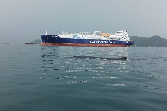 5 hours Whale Watching Experience from Panama City - Timing, transport, and how that 5-hour plan really plays out