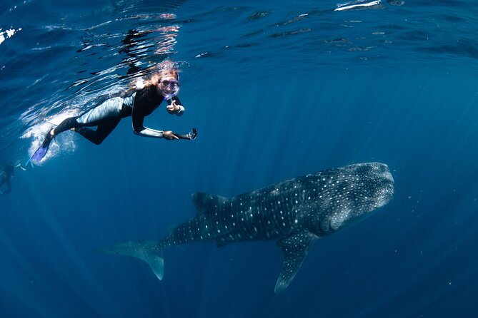 7 Hours Off Peak Whale Shark and Ningaloo Reef Tour in Exmouth - Quick Hit Highlights