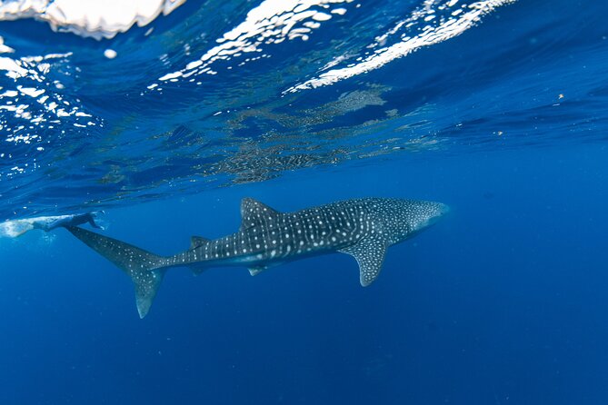7 Hours Off Peak Whale Shark and Ningaloo Reef Tour in Exmouth - Ningaloo Reef Whale Sharks in Off-Peak Season