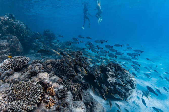 7 Hours Off Peak Whale Shark and Ningaloo Reef Tour in Exmouth - Beyond the Water: Land Stops People Actually Talk About