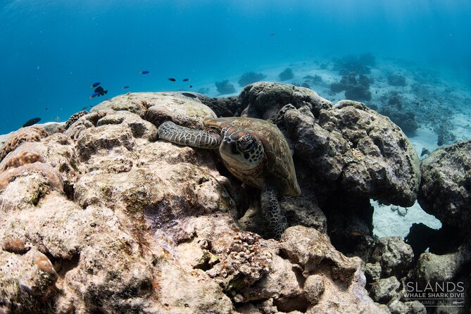 7 Hours Off Peak Whale Shark and Ningaloo Reef Tour in Exmouth - Small Group Size and Staff Support: The Comfort Factor