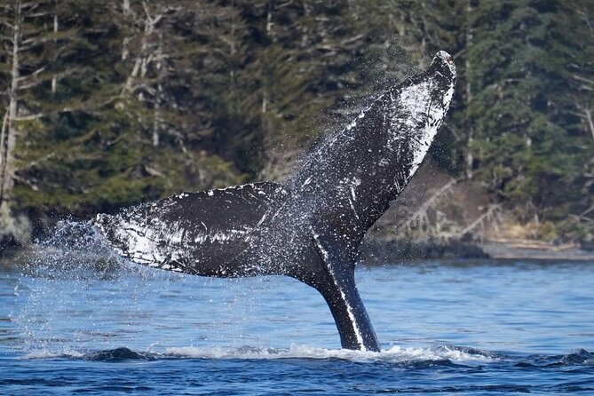 A Comfortable Sitka Whale Watching Wildlife Shore Excursion - Sitka Wildlife Viewing: Humpbacks, Orcas, Otters, and More