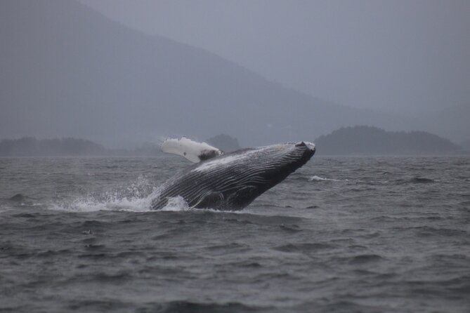 A Comfortable Sitka Whale Watching Wildlife Shore Excursion - Photo and Scenery Payoff: Mount Edgecumbe and Sitka Skyline