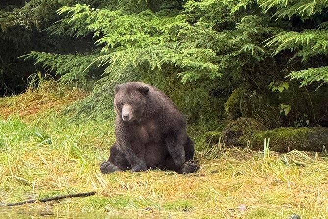 A Comfortable Sitka Whale Watching Wildlife Shore Excursion - Weather Reality Check: The Best Chance at Big Sightings