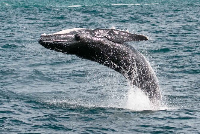 AAA NOOSA Whale watching experience in Noosa Whalesongsnoosa - Key things to know before you go
