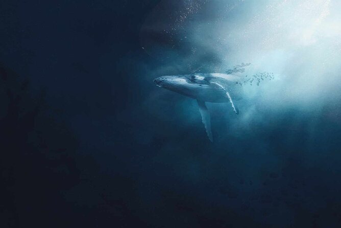 AAA NOOSA Whale watching experience in Noosa Whalesongsnoosa - WhaleSongs Noosa is different: you hear whales, not just spot them
