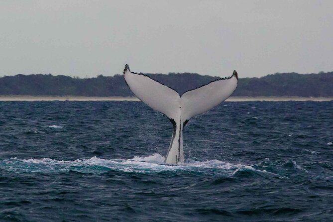 AAA NOOSA Whale watching experience in Noosa Whalesongsnoosa - The onboard setup: sheltered deck, room to move, and small-group comfort