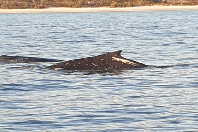 AAA NOOSA Whale watching experience in Noosa Whalesongsnoosa - The 2-hour flow: Noosa Heads first, then Sunshine Beach