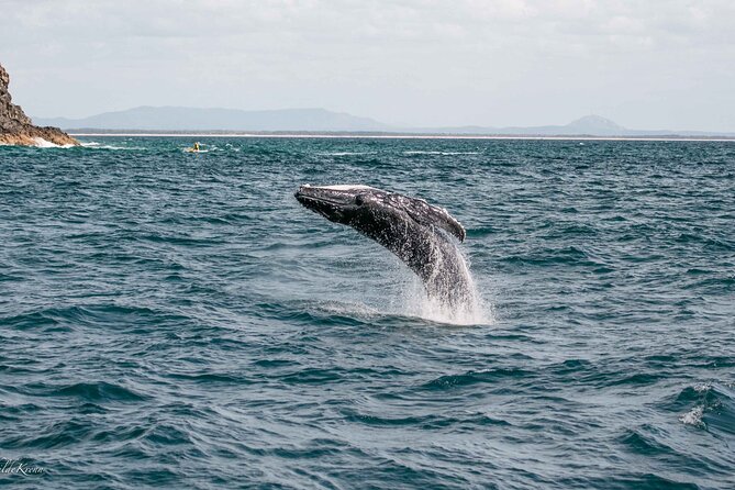 AAA NOOSA Whale watching experience in Noosa Whalesongsnoosa - What the researcher and crew teach you while you scan the water