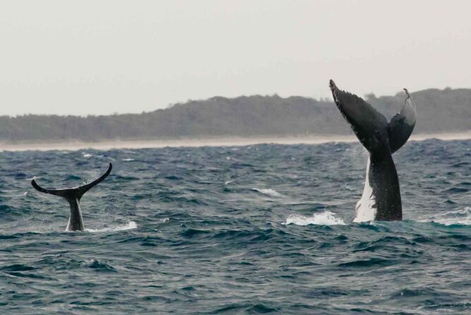 AAA NOOSA Whale watching experience in Noosa Whalesongsnoosa - Comfort and practical reality: weather, sea conditions, and expectations