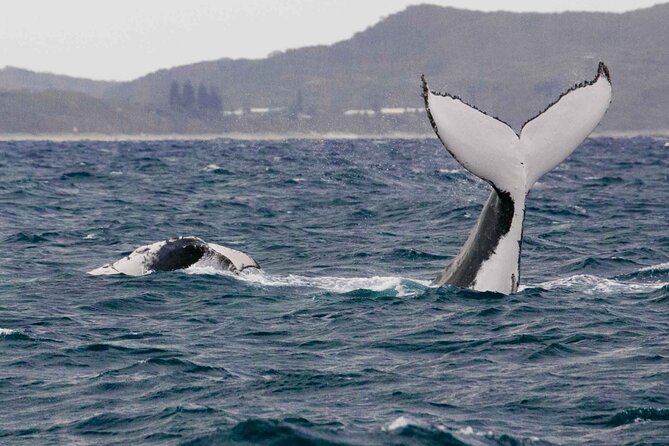 AAA NOOSA Whale watching experience in Noosa Whalesongsnoosa - Who should book this Noosa whale watching tour