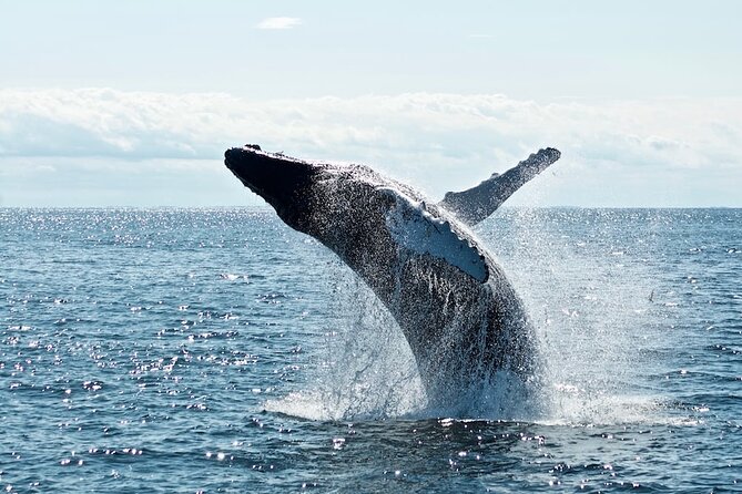 AAA NOOSA Whale watching experience in Noosa Whalesongsnoosa - Price and value: what $82.48 buys you in real life