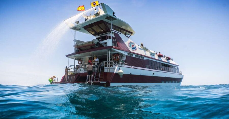Adeje: Whale and Dolphin Watching Cruise with Lunch and Swim - Key things that make this cruise worth your time