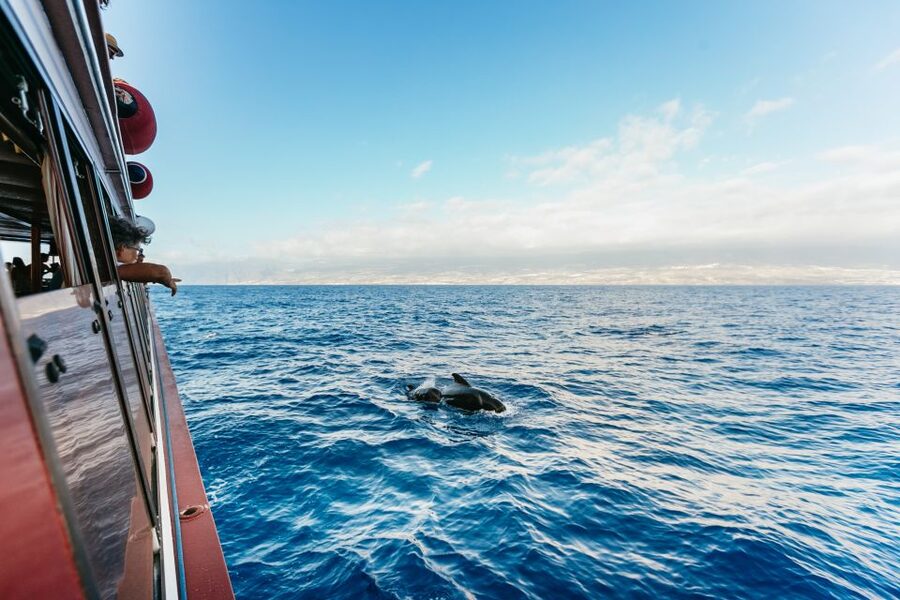 Adeje: Whale and Dolphin Watching Cruise with Lunch and Swim - Tenerife West Coast by Catamaran: The experience you’re buying