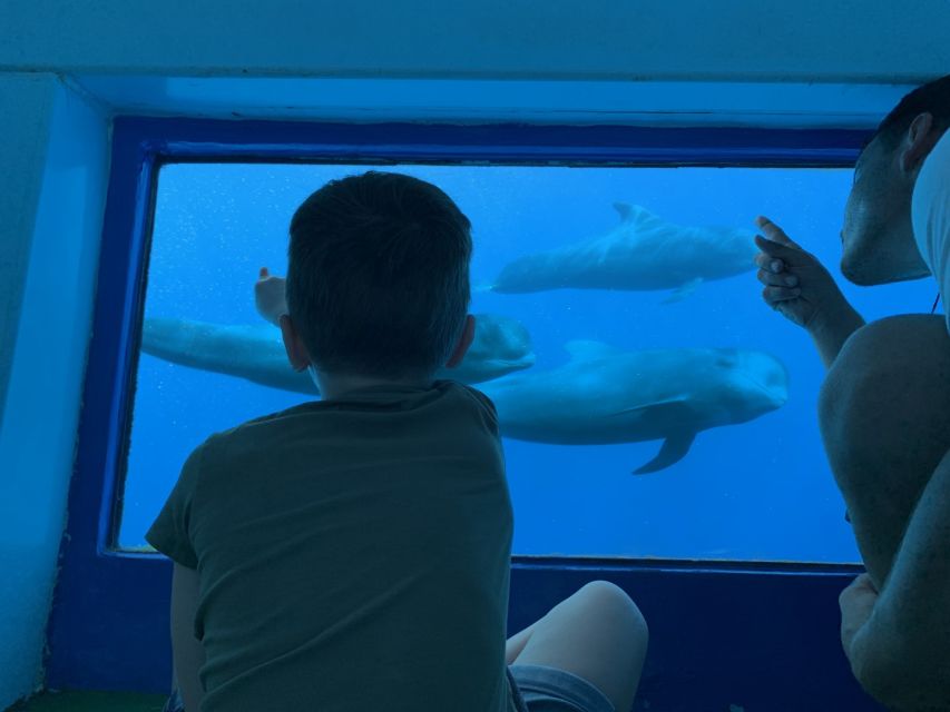 Adeje: Whale and Dolphin Watching Cruise with Lunch and Swim - Two route choices: Diego Hernandez Bay vs Los Gigantes