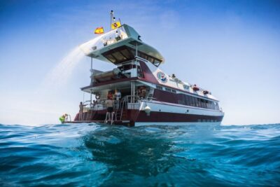 Adeje: Whale and Dolphin Watching Cruise with Lunch and Swim - Whale and dolphin spotting: what you’re likely to see (and why the location matters)