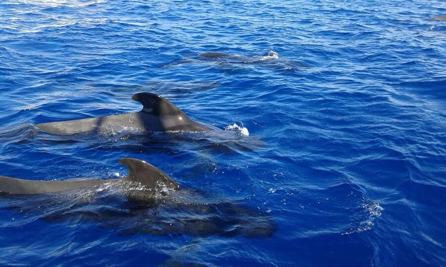 Adeje: Whale Watching, Lunch & Swim Stop at Los Gigantes - Pilot whales and dolphins: what you can realistically expect