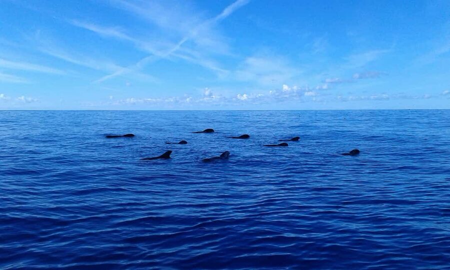 Adeje: Whale Watching Tour to Los Gigantes with lunch & swim - Who this tour suits best (and who should think twice)
