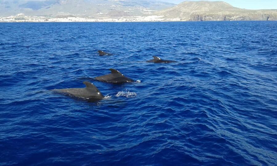 Adeje: Whale Watching Tour to Los Gigantes with lunch & swim - The boat search: dolphins, pilot whales, and the real meaning of a 30-minute stop