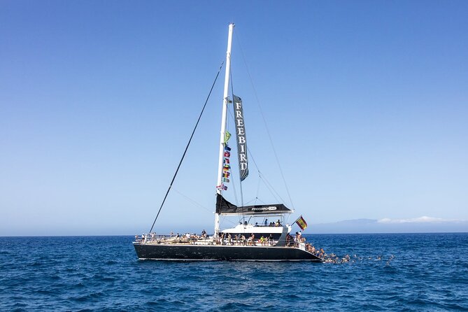 Adults Only Tenerife Freebird Whale Dolphin Catamaran with Lunch - Quick Key Points Before You Go