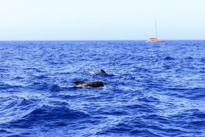 Adults Only Tenerife Freebird Whale Dolphin Catamaran with Lunch - The Route at Sea: Pilot Whales and Bottlenose Dolphins Around Tenerife