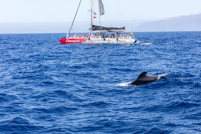 Adults Only Tenerife Freebird Whale Dolphin Catamaran with Lunch - Getting to the Dock: Pickup Timing and Boarding Notes