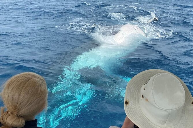 Adventure Whale Watching Tour Mooloolaba - Mooloolaba whale watching works because the water time stays high