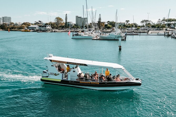 Adventure Whale Watching Tour Mooloolaba - Alexandra Headland: laid-back surf scenery between sightings