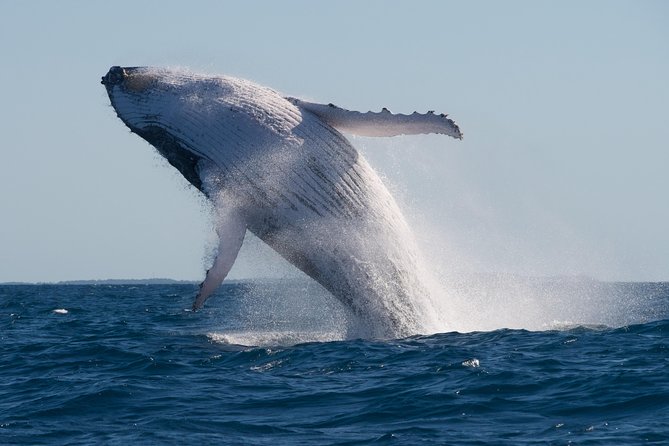 Adventure Whale Watching Tour Mooloolaba - Who should book this whale watch from Mooloolaba