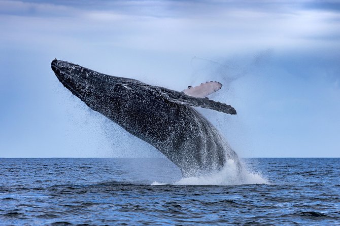 Adventure Whale Watching Tour Mooloolaba - Searching for humpbacks: what you can realistically expect