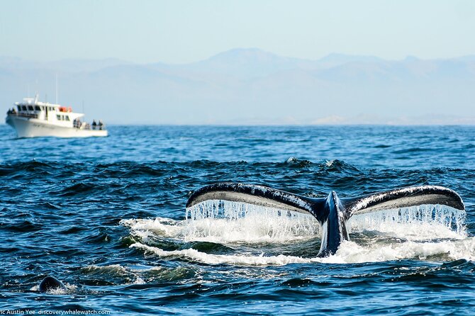 Afternoon Whale Watch - Monterey Bay by Boat at 1:30 pm: What the Timing Really Gives You