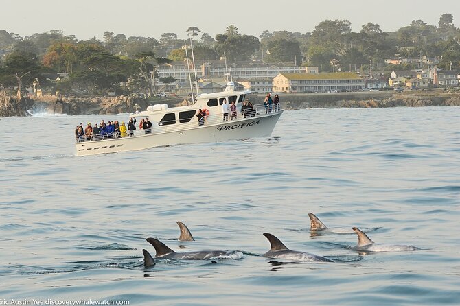 Afternoon Whale Watch - Is $75 Worth It? Value for a 3-Hour Marine Biologist Hunt