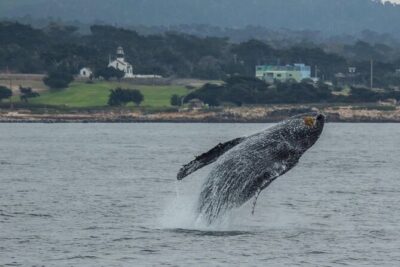 Afternoon Whale Watch - Smaller Boat, Better Views: Why This Ride Feels Closer to the Sea