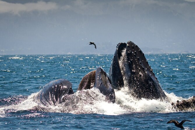 Afternoon Whale Watch - Check-In and Boarding: Where Most Trips Win or Lose Minutes