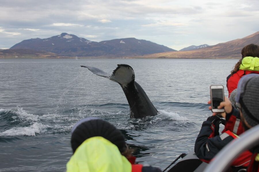 Akureyri: 2-Hour Whale Watching Express by RIB Speedboat - Key takeaways before you go