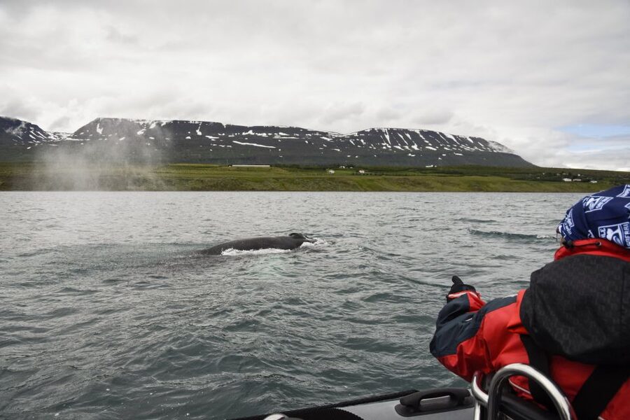 Akureyri: 2-Hour Whale Watching Express by RIB Speedboat - FAQ