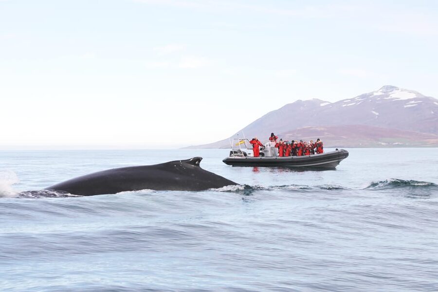 Akureyri: 2-Hour Whale Watching Express by RIB Speedboat - Oddeyrarbót 2 Start: how the tour kicks off