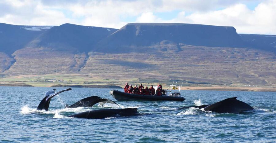 Akureyri: 2-Hour Whale Watching Express by RIB Speedboat - Humpback and minke watch: what you’ll scan for out there