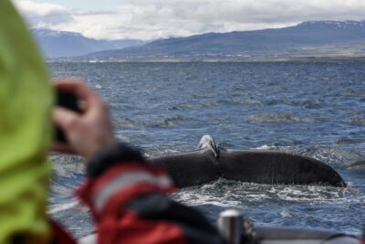 Akureyri: 2-Hour Whale Watching Express by RIB Speedboat - Why the RIB format boosts your whale odds in the Eyjafjord
