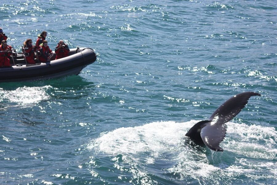 Akureyri: 2-Hour Whale Watching Express by RIB Speedboat - The ride scenery: mountains, birds, and the fjord “waiting game”