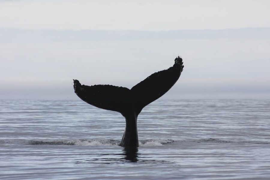 Akureyri: 2-Hour Whale Watching Express by RIB Speedboat - Should you book this Akureyri 2-hour RIB whale watch?