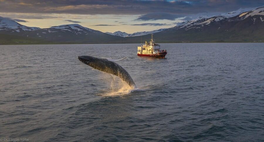 Akureyri: 3-Hour Classic Whale Watching Tour by Ship - Key things that make this tour work