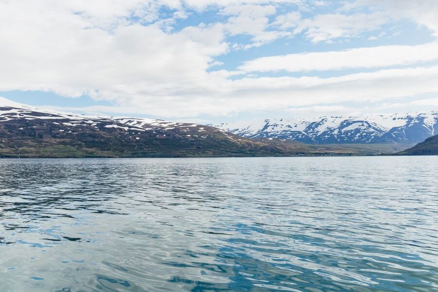 Akureyri: 3-Hour Classic Whale Watching Tour by Ship - How the guides hunt: whale behavior cues you can actually use
