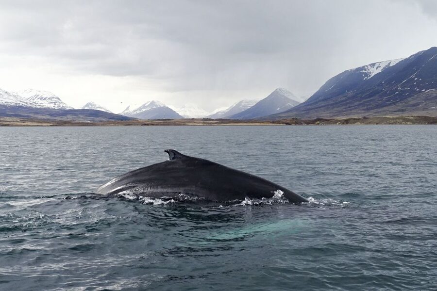 Akureyri: Whale Watching in the Midnight Sun - What you’ll see: humpbacks and more wildlife possibilities