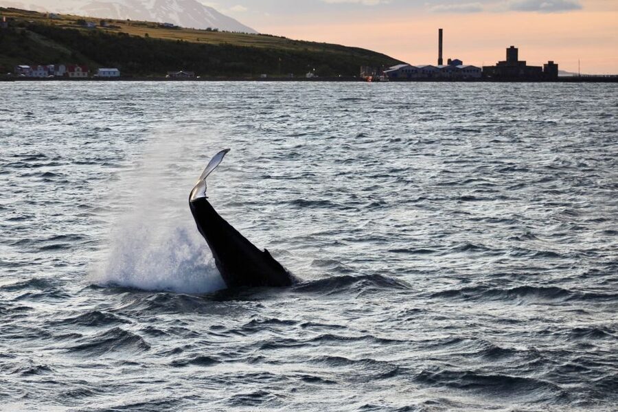 Akureyri: Whale Watching in the Midnight Sun - Eyjafjörður Fjord at midnight sun hours