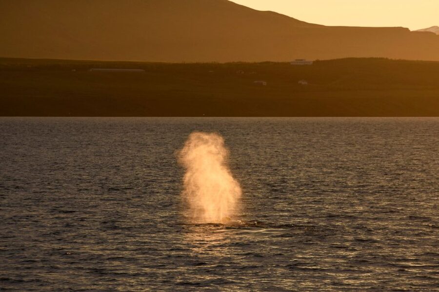 Akureyri: Whale Watching in the Midnight Sun - What the 2.5–3.5 hour fjord cruise feels like
